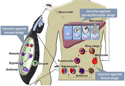 Whole-Killed Blood-Stage Vaccine: Is It Worthwhile to Further Develop It to Control Malaria?